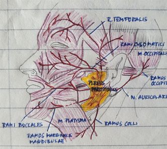 Her ser nervegrener (rødt) som fordeler seg i ansiktet og styrer mimikk i ansiktet